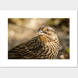 Sparrow with a Seed Photograph Posters and Art